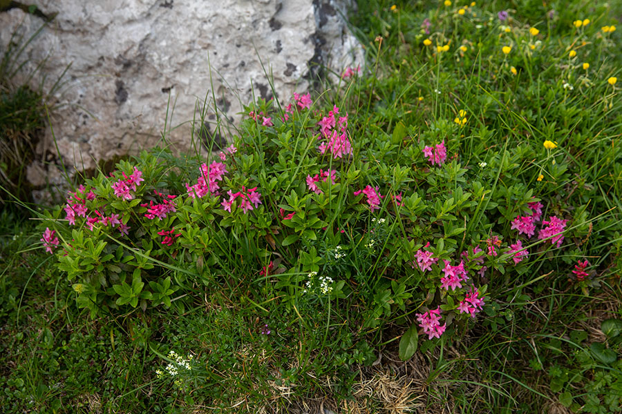 Dlakavi sleč
Dlakavi sleč (Bohinjci mu pravimo tudi burja). Na poti proti Rodici.
Ključne besede: dlakavi sleč burja rhododendron hirsutum