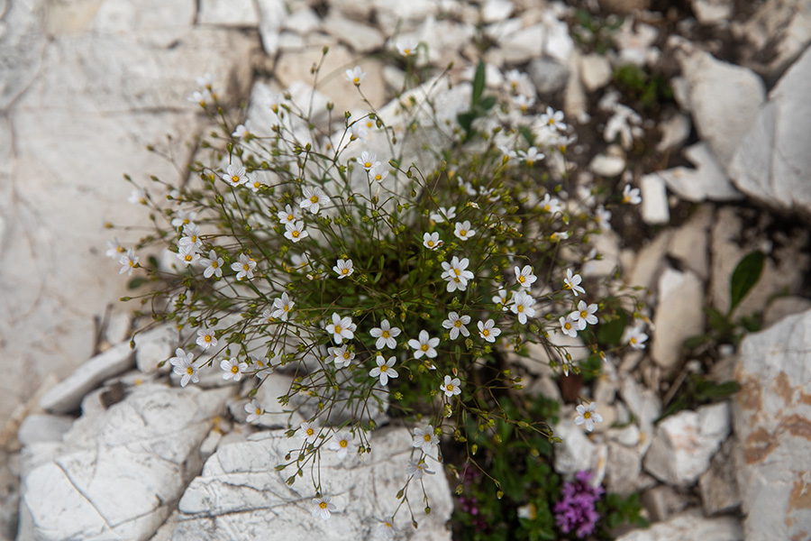Predivec
Predivec ob poti na Rodico.
Ključne besede: predivec linum catharticum