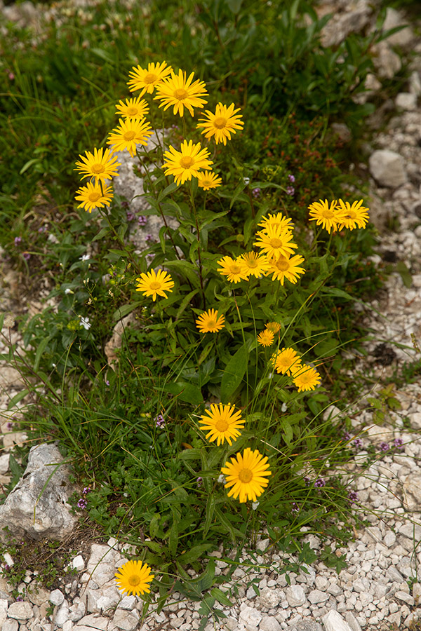 Primožek
Vrbovolistni primožek na planini Suha.
Ključne besede: vrbovolistni primožek buphthalmum salicifolium