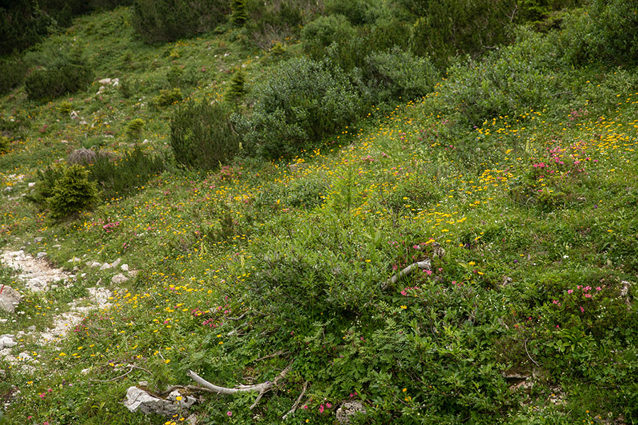 Cvetlični gaj 
Cvetlični gaj na planini Suha.
Keywords: planina suha