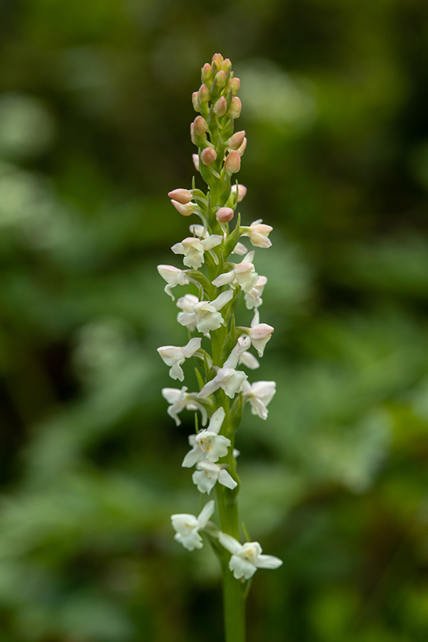 Dehteči kukovičnik
Dehteči kukovičnik na planini Suha.
Ključne besede: dehteči kukovičnik gymnadenia odoratissima