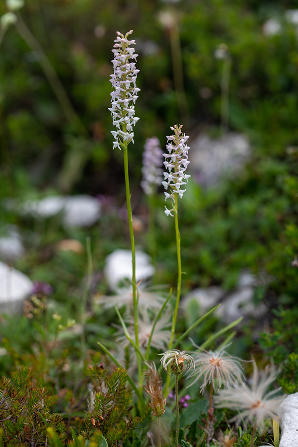 Dehteči kukovičnik
Dehteči kukovičnik na planini Suha.
Ključne besede: dehteči kukovičnik gymnadenia odoratissima