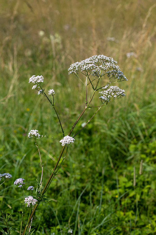 Baldrijan
Zdravilna špajka ali baldrijan.
Ključne besede: zdravilna špajka baldrijan valeriana officinalis