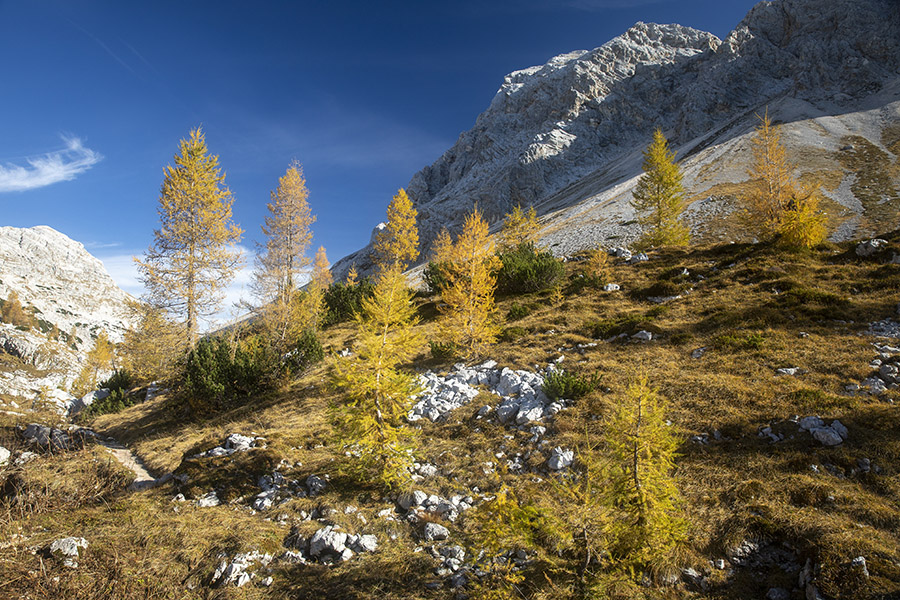 Masesni
Macesni blizu jezera Ledvička.
Ključne besede: dolina triglavskih jezer 7j