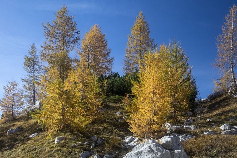 Macesni
Macesni ob poti proti jezeru Ledvička.
Ključne besede: dolina triglavskih jezer 7j