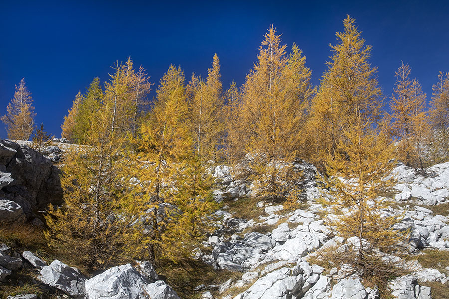 Žareči macesni
Macesni so večinoma že izgubili svoje zlate iglice. Ponekod pa se še vedno kažejo v svojih najlepših jesenskih barvah. Blizu jezera Ledvička.
Ključne besede: dolina triglavskih jezer 7j