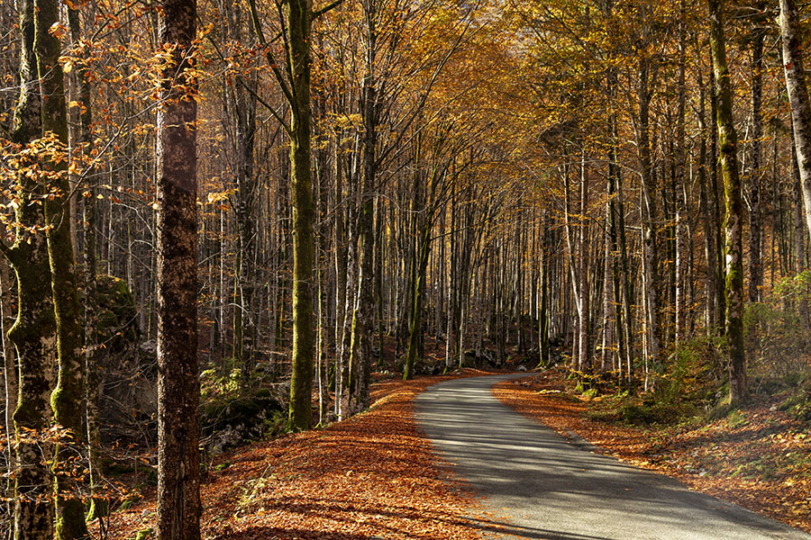V Ukancu
Cesta v Ukancu.
Ključne besede: ukanc bohinj