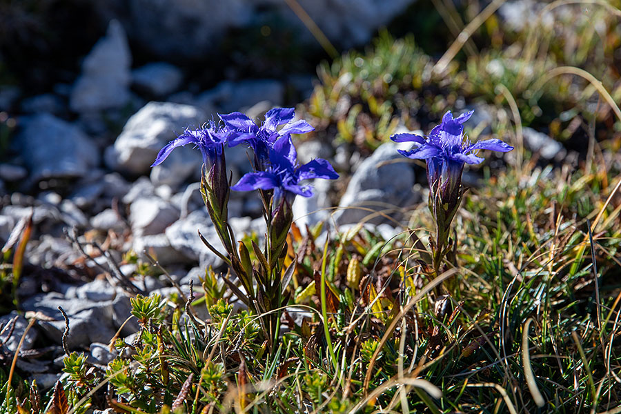 Resasti sviščevec
Ena zadnjih cvetočih rož v hribih. Veliki Raskovec.
Ključne besede: resasti sviščevec gentianella ciliata