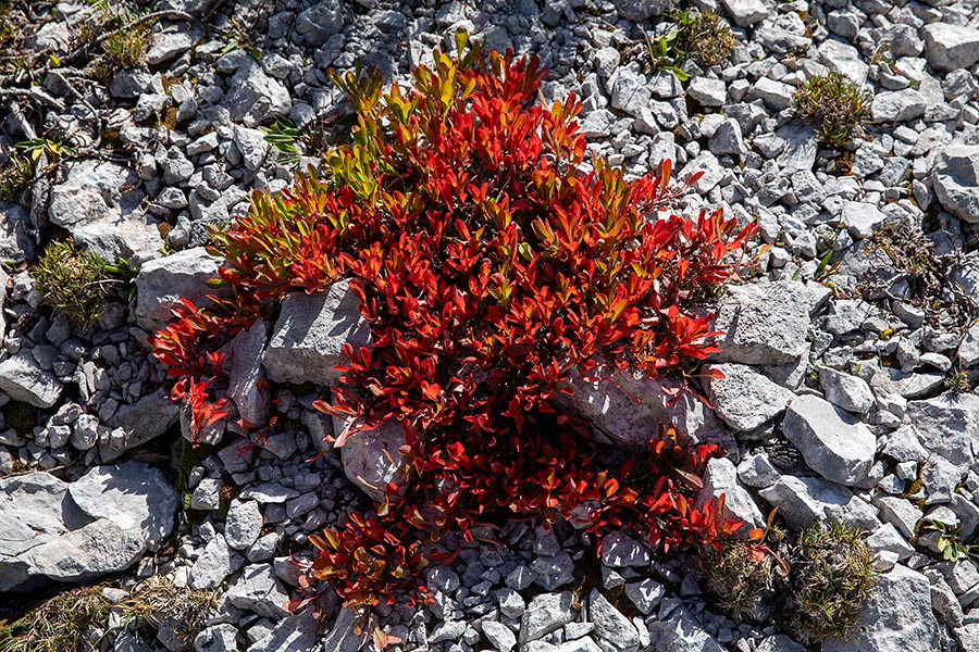 Alpski gornik
Jeseni listi postanejo živo rdeči. Pod Raskovcem.
Keywords: alpski gornik arctostaphylos alpinus