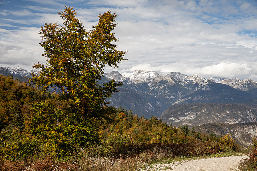 Z gozdne ceste
Z gozdne ceste z vasice Ravne proti planini Storeča raven.
Ključne besede: ravne storeča raven bohinj triglav