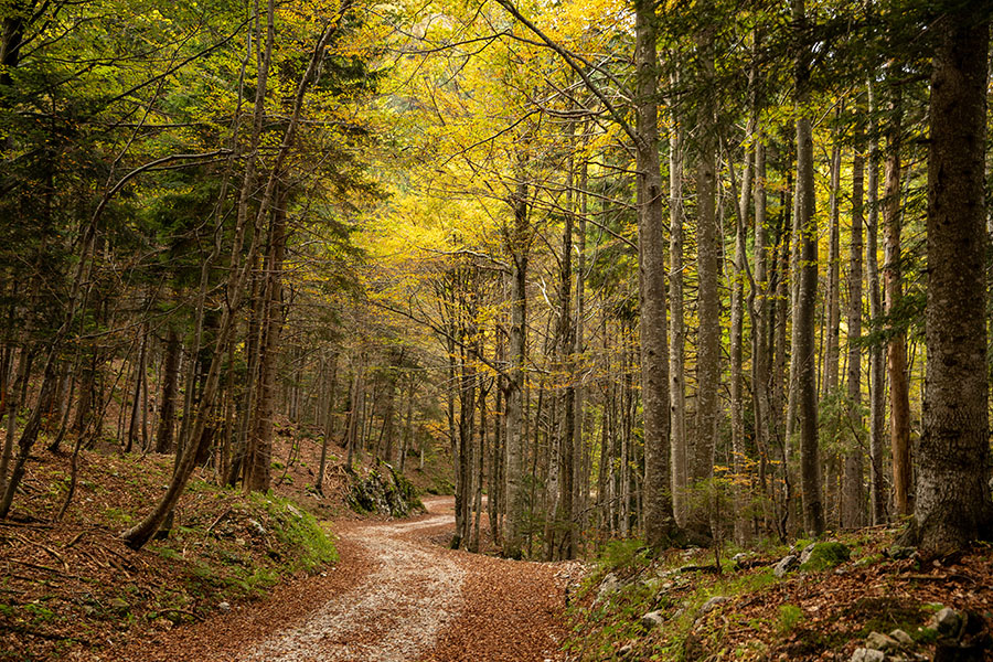 Jesen ob gozdni cesti
Z gozdne ceste z vasice Ravne proti planini Storeča raven.
Ključne besede: ravne storeča ravan bohinj