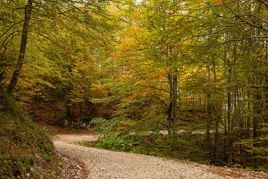 Pred Storečo ravnjo
Z gozdne ceste z vasice Ravne proti planini Storeča raven.
Ključne besede: ravne storeča ravan bohinj