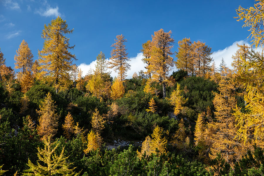 Macesni
Ob poti na Slemenovo špico.
Ključne besede: slemenova špica