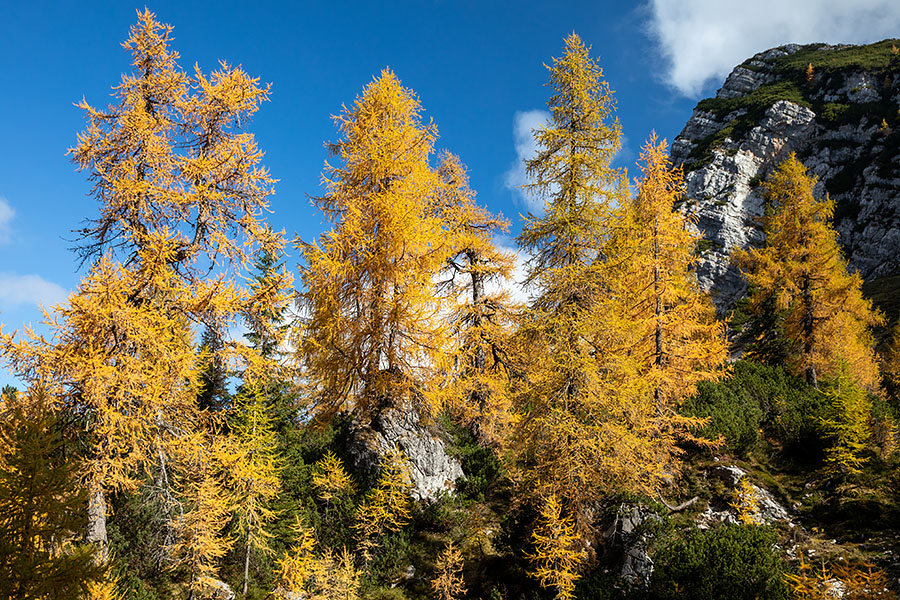 Macesni
Macesni ob poti na Slemenovo špico.
Ključne besede: slemenova špica