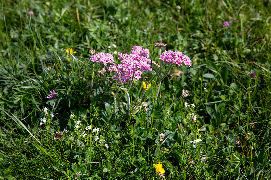Rožnordeči dežen
Rožnordeči dežen. Na Ogradih.
Ključne besede: rožnordeči dežen heracleum austriacum subsp. siifolium