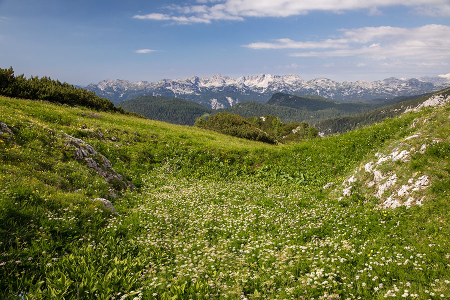 Z Ogradov
Z Ogradov. Dolinica je polna planinskega štrbca ali koprca, ki ima zelo aromatičen vonj.
Ključne besede: ogradi planinski štrbec škrbec koper meum athamanticum
