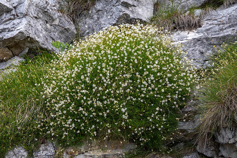 Kamnokrečna lepnica 
Kamnokrečna lepnica na Slatniku.
Ključne besede: kamnokrečna lepnica silene saxifraga