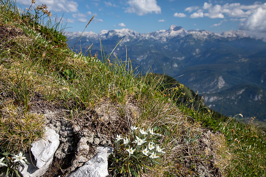 S Črne prsti
S Črne prsti.
Ključne besede: črna prst planika leontopodium alpinum