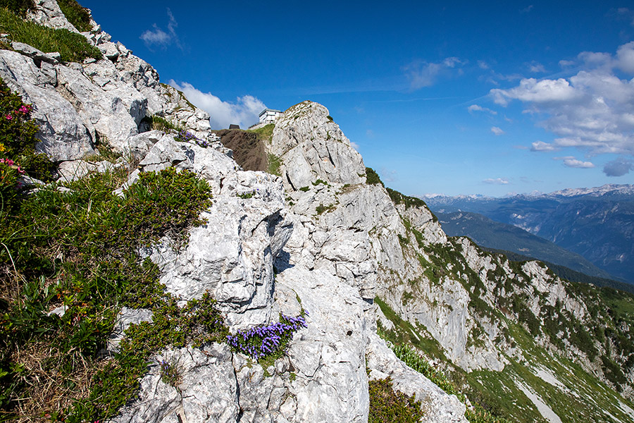 Črna prst
Vrh Črne prsti, v skali pa cvetoča zoisova zvončica.
Ključne besede: črna prst zoisova zvončica campanula zoysii