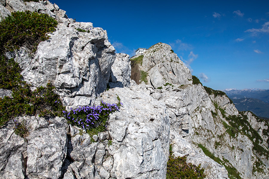 Črna prst z zoisovo zvončico
Črna prst z zoisovo zvončico.
Ključne besede: črna prst zoisova zvončica campanula zoysii
