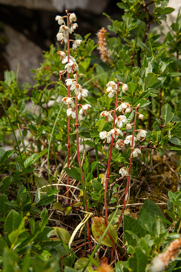 Okroglolistna zelenka
Okroglolistna zelenka pod Črno prstjo.
Ključne besede: okroglolistna zelenka pyrola rotundifolia