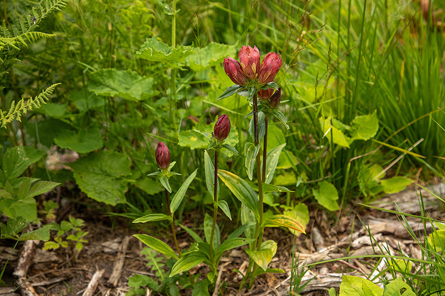 Panonski svišč 
Panonski svišč na planini za Liscem.
Ključne besede: panonski svišč gentiana pannonica
