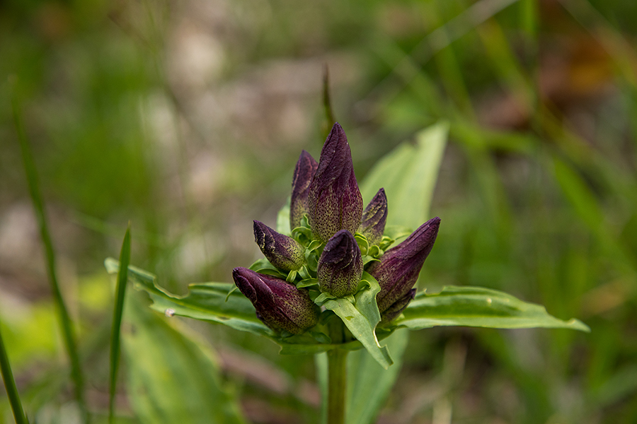 Panonski svišč 
Panonski svišč na planini za Liscem.
Ključne besede: panonski svišč gentiana pannonica