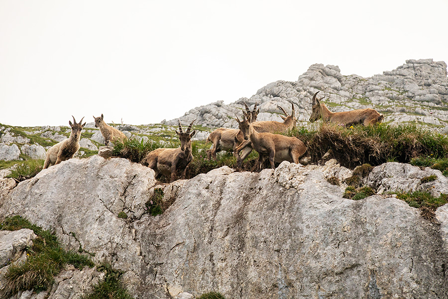 Kozoroginje z mladički
Ob poti na Špik Hude police.
Ključne besede: kozorog capra ibex ibex