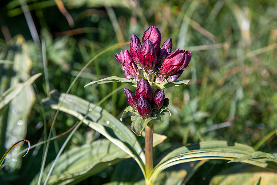 Panonski svišč
Panonski svišč na Matajurskem vrhu.
Ključne besede: panonski svišč gentiana pannonica