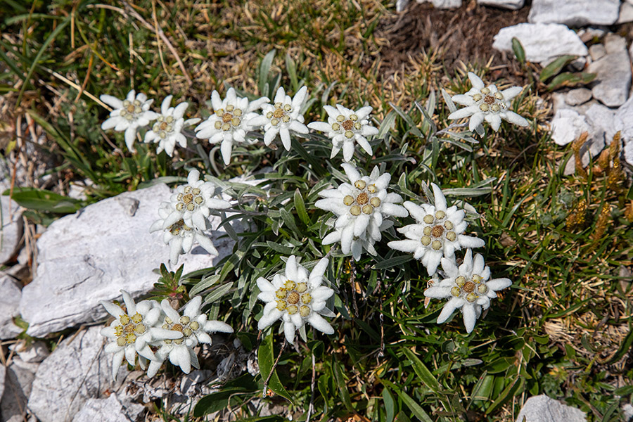 Planike
Planike.
Ključne besede: planika leontopodium alpinum