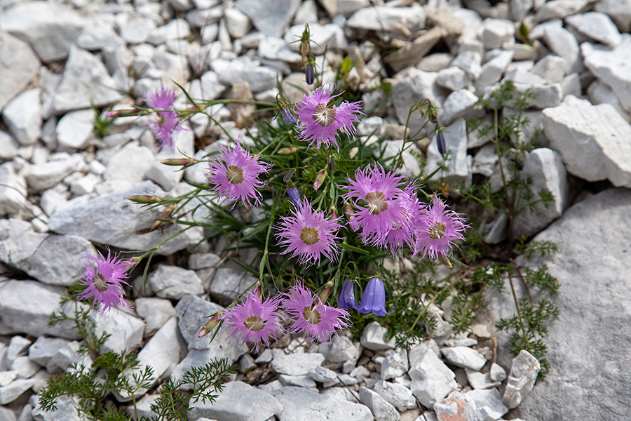 Sternbergov klinček
Sternbergov klinček pod matajurskim vrhom.
Ključne besede: sternbergov klinček dianthus sternbergii