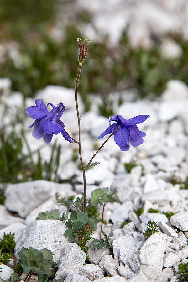 Julijska orlica
Julijska orlica pod Matajurskim vrhom.
Ključne besede: julijska orlica aquilegia julia