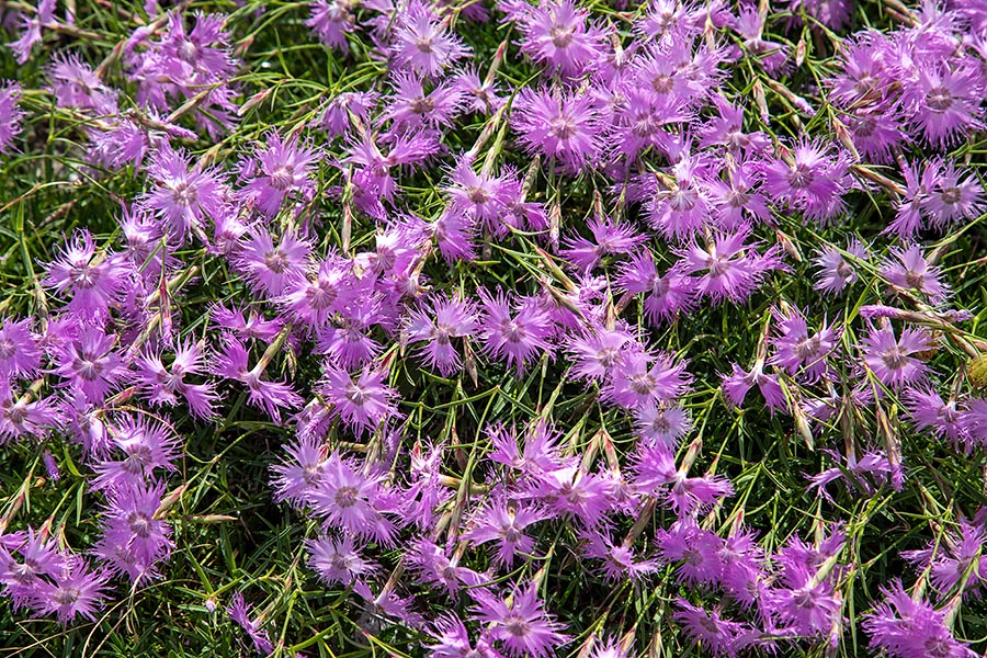 Sternbergov klinček
Sternbergov klinček pod Matajurskim vrhom.
Ključne besede: sternbergov klinček dianthus sternbergii
