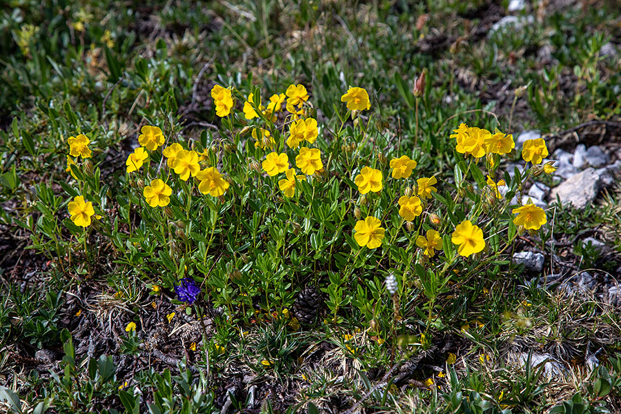 Blesteči popon
Blesteči popon pod Matajurskim vrhom.
Ključne besede: blesteči popon helianthemum nummularium subsp. glabrum, sin. H. nitidum