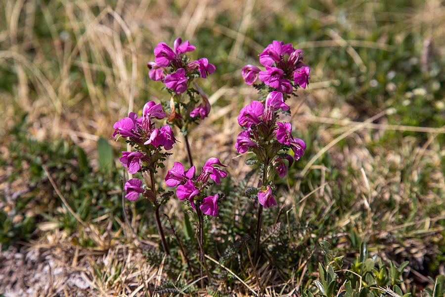 Glavičasti ušivec
Glavičasti ušivec pod Velikim Raskovcem.
Ključne besede: glavičasti ušivec pedicularis rostratocapitata