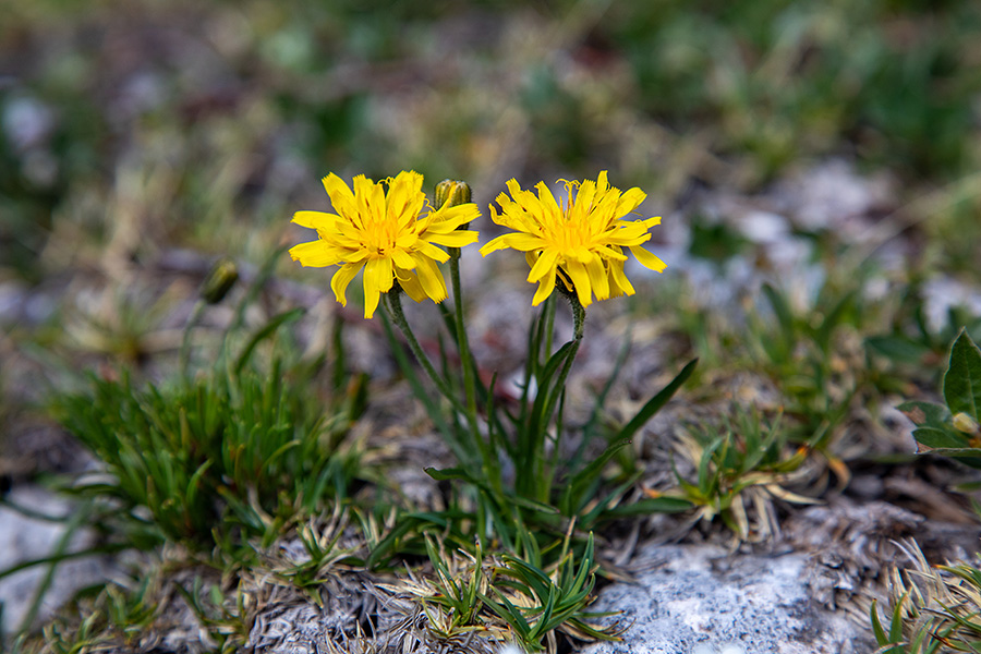 Kernerjev dimek
Kernerjev dimek pod Velikim Raskovcem.
Ključne besede: kernerjev dimek crepis kerneri
