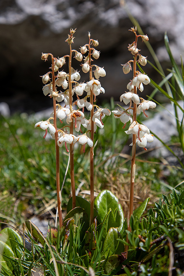 Okroglolistna zelenka
Letos je teh rož neverjetno veliko in rastejo v skupini s tudi preko sto primerki. Konta Matajurc pod Velikim Raskovcem.
Ključne besede: okroglolistna zelenka pyrola rotundifolia