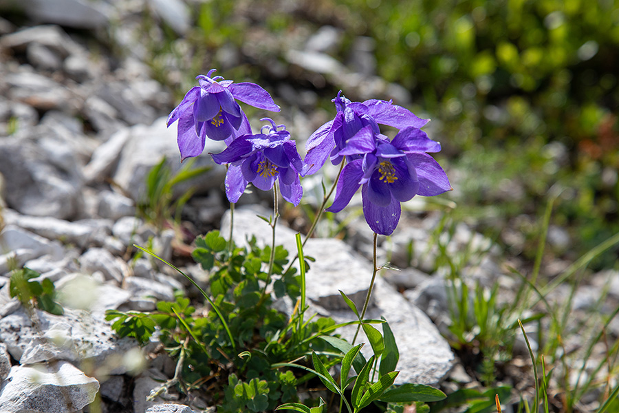 Julijska orlica
Julijska orlica v konti Matajurc.
Ključne besede: julijska orlica aquilegia julia