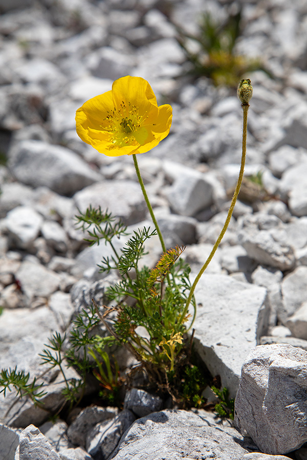 Petkovškov mak
Petkovškov mak.
Ključne besede: petkovškov mak papaver alpinum victoris