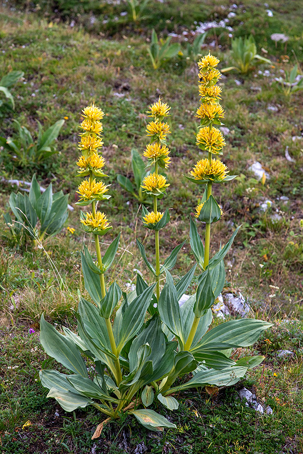 Bratinski košutnik
Bratinski košutnik. Na Komni.
Ključne besede: bratinski košutnik rumeni svišč gentiana lutea subsp. symphyandra