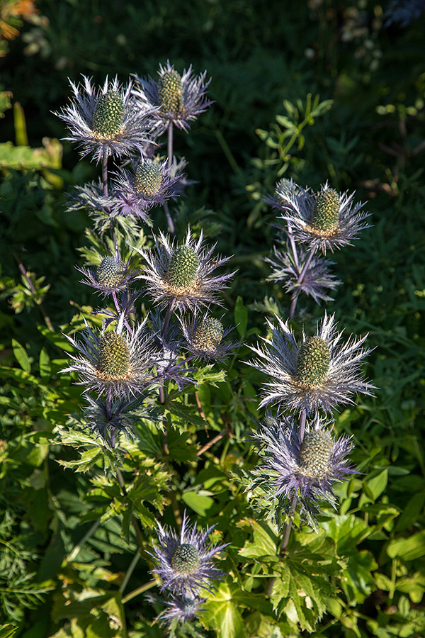 Alpska možina
Alpska možina.
Ključne besede: alpska možina eryngium alpinum kraljica alp
