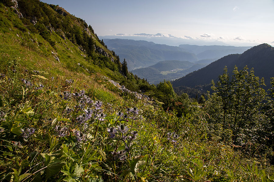 S poti na Lisec
S poti na Lisec.
Ključne besede: lisec alpska možina eryngium alpinum kraljica alp