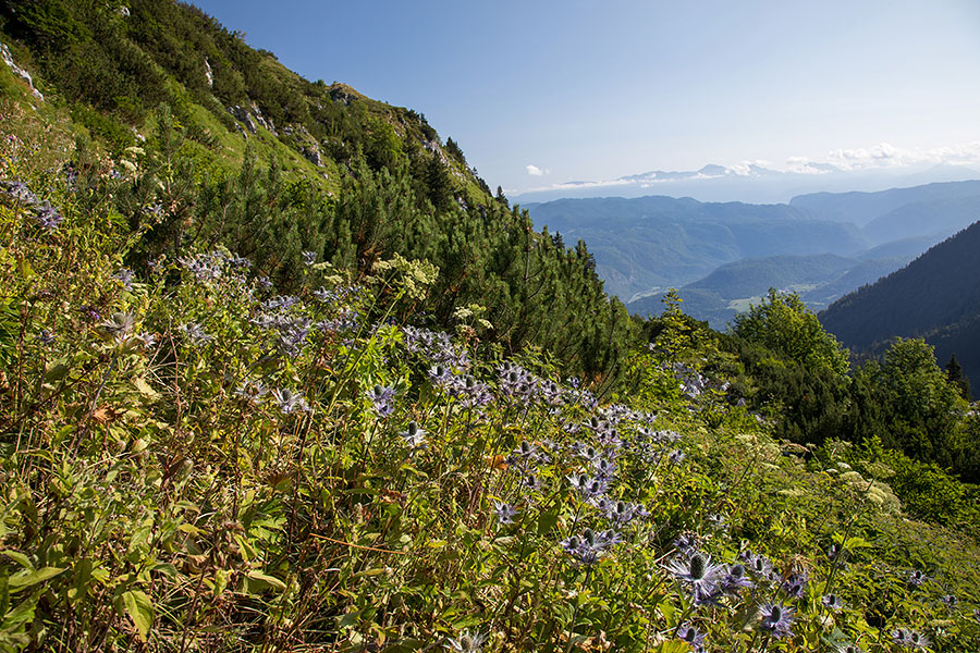Alpska možina
Alpska možina.
Ključne besede: alpska možina eryngium alpinum kraljica alp