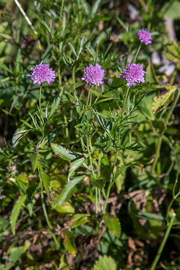 Bleščeči grintavec
Bleščeči grintavec na Liscu.
Ključne besede: bleščeči grintavec scabiosa lucida