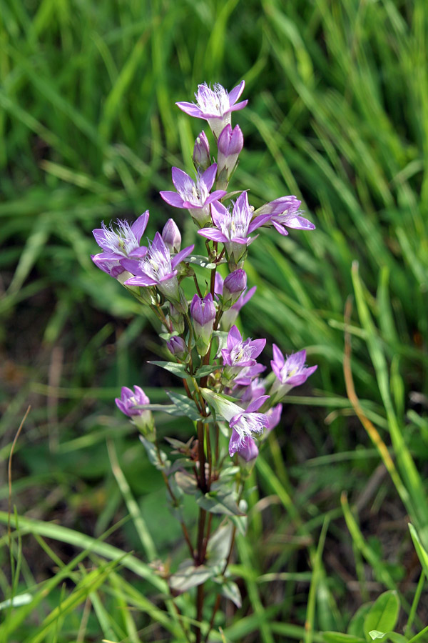 Nemški sviščevec
Nemški sviščevec (Gentianella germanica). Na Kobli.
Ključne besede: nemški sviščevec gentianella germanica