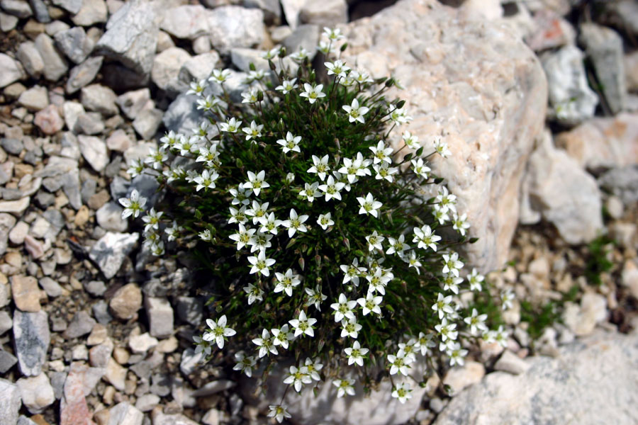 Gerardova črvinka
Gerardova črvinka (Minuartia verna ssp. gerardii). Alenka hvala za določitev vrste.
Ključne besede: gerardova črvinka minuartia verna ssp. gerardii