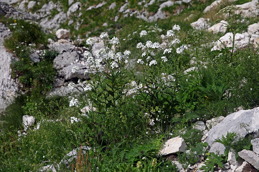 Bela nočnica
Bela nočnica ob poti iz Možnice proti Jezerskemu sedlu.
Ključne besede: bela nočnica esperis candida