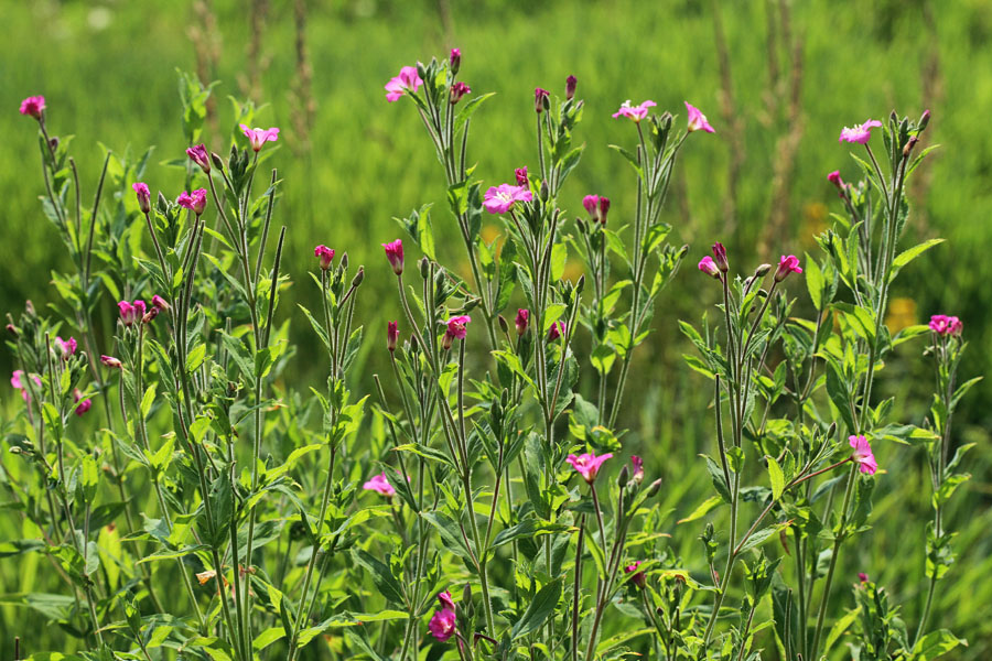 Dlakavi vrbovec
Dlakavi vrbovec.
Ključne besede: dlakavi vrbovec epilobium hirsutum