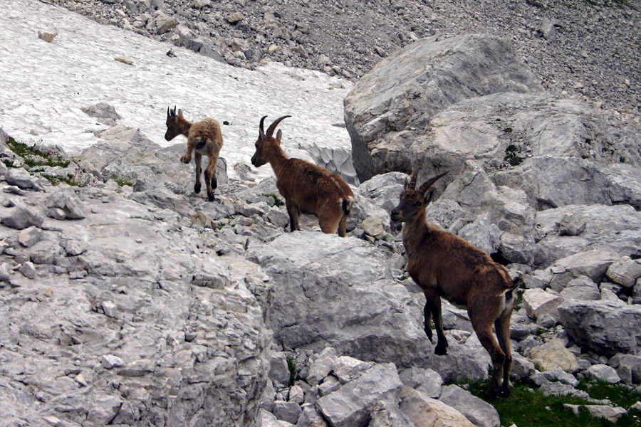 Kozorogi
Dve samici budno pazita na malega kozoroga. Proti Vrbanovim špicam.
Ključne besede: kozorogi vrbanove špice capra ibex ibex