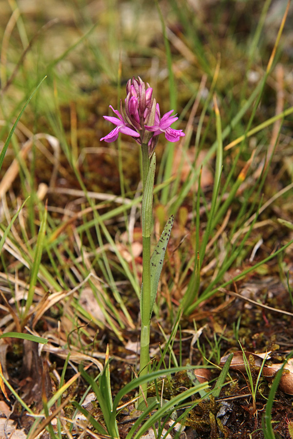 Laponska kukavica
Mlada laponska kukavica.
Ključne besede: laponska kukavica dactylorhiza lapponica